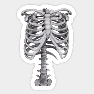 Ribs Sketch - Anatomy Drawing - Skeleton Sticker